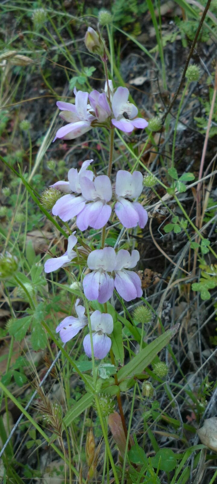 High Resolution Collinsia heterophylla Flower
